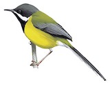 Black-throated Apalis Illustration