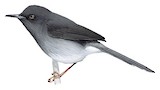 Sharpe's Apalis Illustration