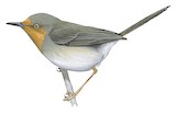 Bamenda Apalis Illustration