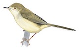 Buff-bellied Warbler Illustration