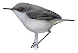 White-tailed Warbler Illustration