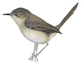 Miombo Wren-Warbler Illustration