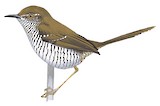 Stierling's Wren-Warbler Illustration