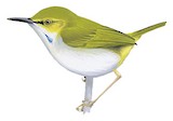 Yellow-browed Camaroptera Illustration