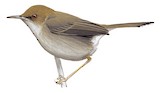 Socotra Warbler Illustration