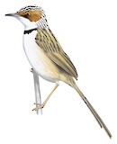 Rufous-eared Warbler Illustration