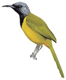 Oriole Warbler Illustration