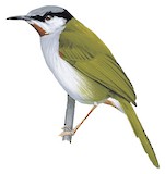 Grey-capped Warbler Illustration