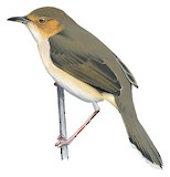 Red-faced Cisticola Illustration