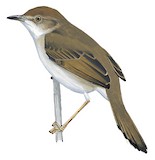 Trilling Cisticola Illustration