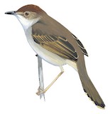 Chattering Cisticola Illustration