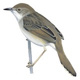 Bubbling Cisticola Illustration