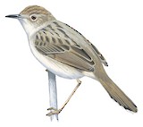 Rattling Cisticola Illustration