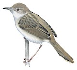 Boran Cisticola Illustration