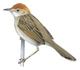 Churring Cisticola Illustration