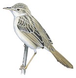 Ashy Cisticola Illustration