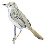 Tana River Cisticola Illustration