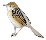 Ethiopian Cisticola Illustration