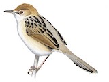 Luapula Cisticola Illustration