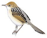 Rufous-winged Cisticola Illustration