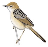 Levaillant's Cisticola Illustration