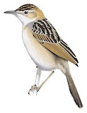 Stout Cisticola Illustration