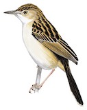 Aberdare Cisticola Illustration