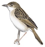 Croaking Cisticola Illustration