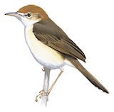 Red-pate Cisticola Illustration