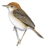 Tiny Cisticola Illustration