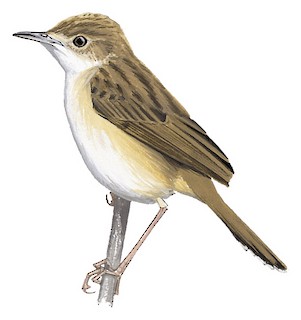 Cisticola brachypterus katonae