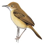 Rufous Cisticola Illustration