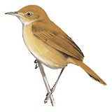 Foxy Cisticola Illustration