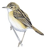 Madagascar Cisticola Illustration