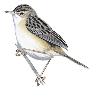 Cisticola aridulus perplexus