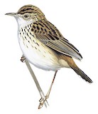 Cloud Cisticola Illustration