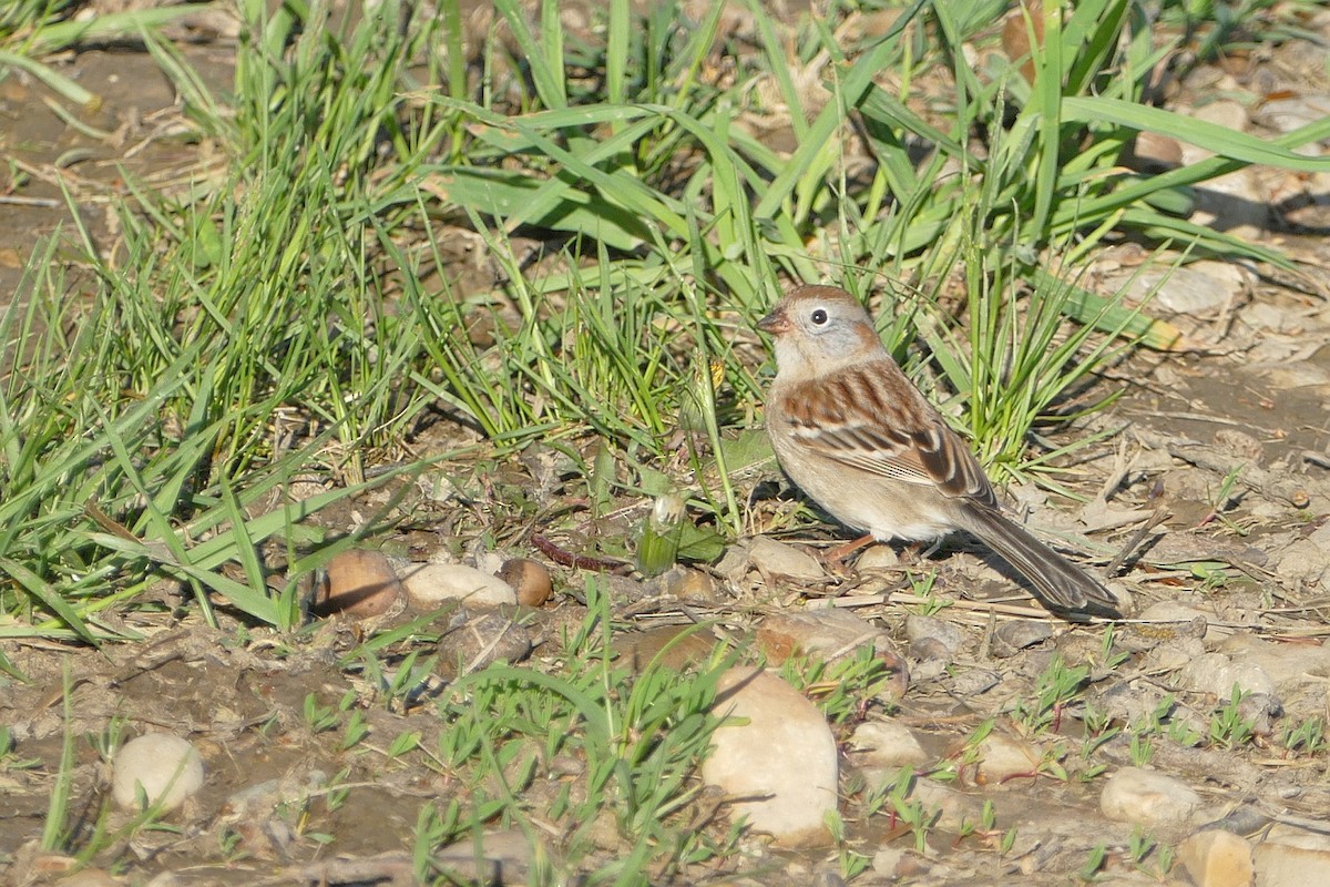 Field Sparrow - James Muller