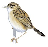 Dambo Cisticola Illustration