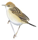 Pectoral-patch Cisticola Illustration