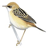 Pale-crowned Cisticola Illustration