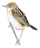 Wing-snapping Cisticola Illustration