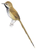 Rufous-crowned Prinia Illustration