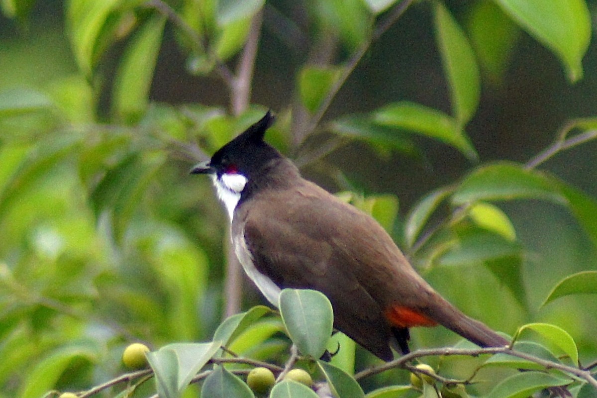 Red-whiskered Bulbul - Charles Lawrence