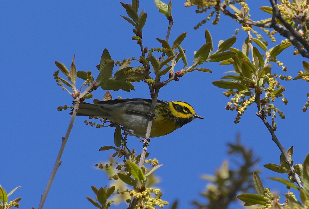 Townsend's Warbler - Mary Backus