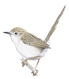 Graceful Prinia Illustration