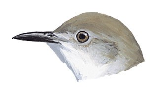 Prinia sylvatica valida