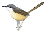 Ashy Prinia Illustration