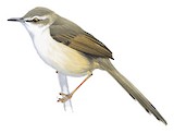 Tawny-flanked Prinia Illustration