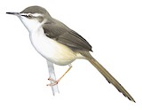 River Prinia Illustration