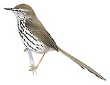 Karoo Prinia Illustration